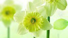 Flower puzzle game