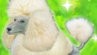 Girls Games: Clever Pet Poodle