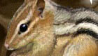 free : Cute Chipmunk