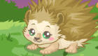 free : Looking After Hedgehogs