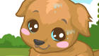 Look After a Baby Labrador