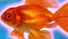 free : Pet Fish Game - 11