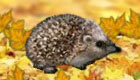 free : Pet Hedgehog Game - 11