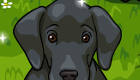 Great Dane Game