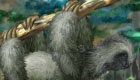 free : Play with a Pet Sloth  - 11