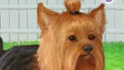 Yorkshire Terrier Game